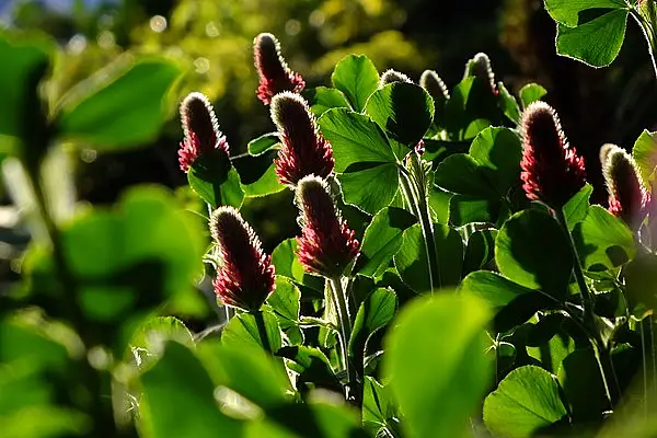 Scarlet Clover