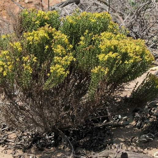 California Goldenbush