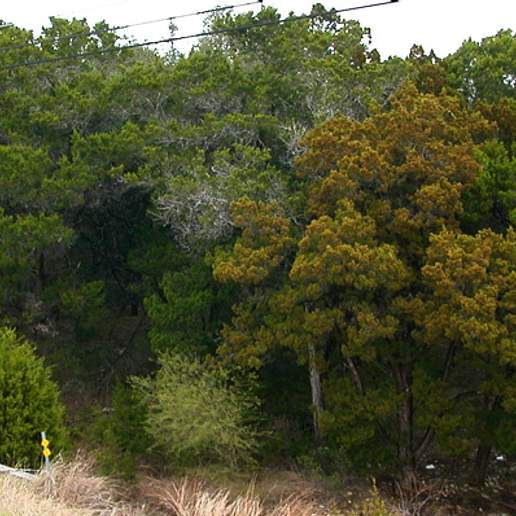 Mexican Juniper