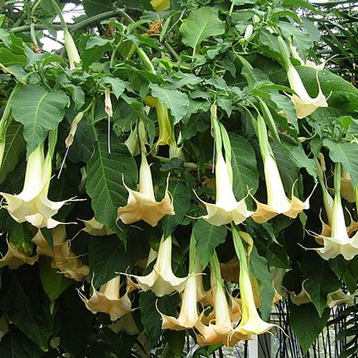 Angel's Trumpet