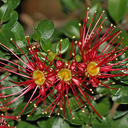 Metrosideros carminea