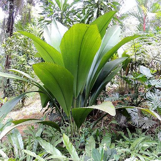 Johannesteijsmannia altifrons