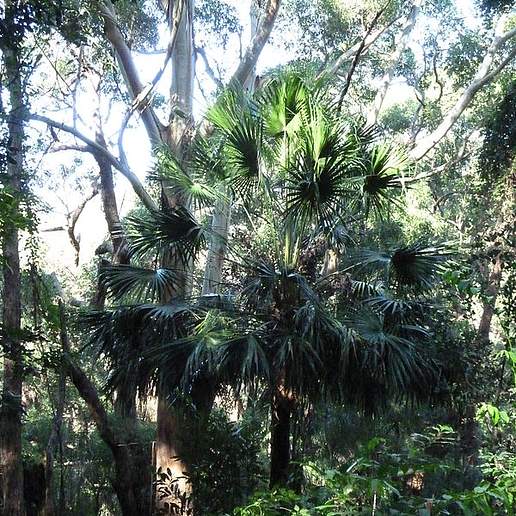 Australian Fan Palm