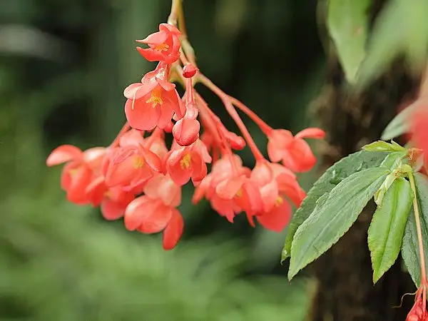 Fern Begonia