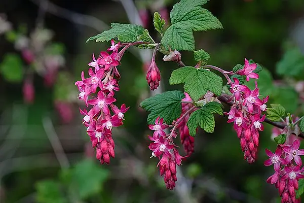 Flowering Currant