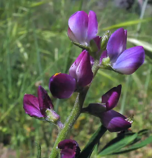 Collared Annual Lupine