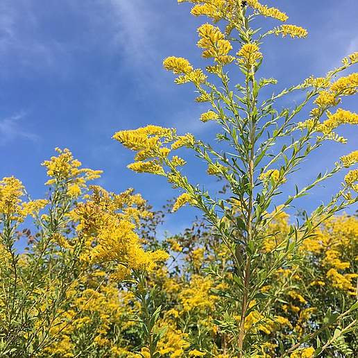 Late Goldenrod