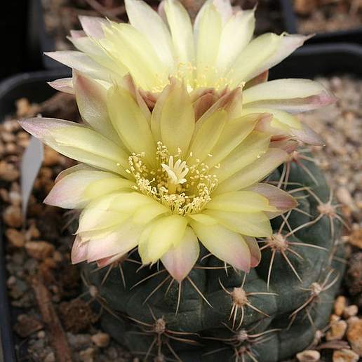 Gymnocalycium andreae