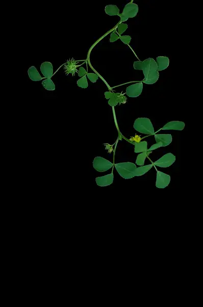 Barrel Clover