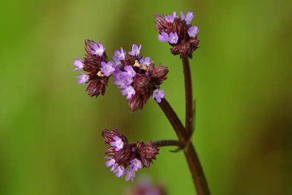 Purpletop Vervain