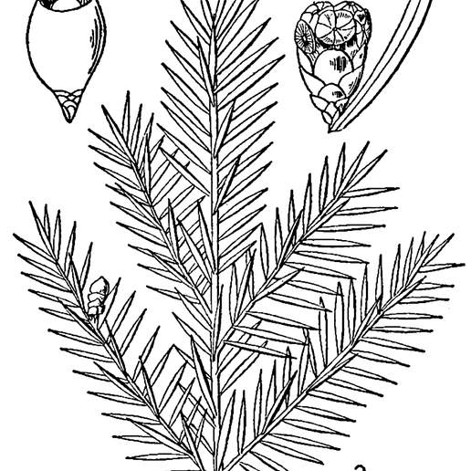 Ground Hemlock