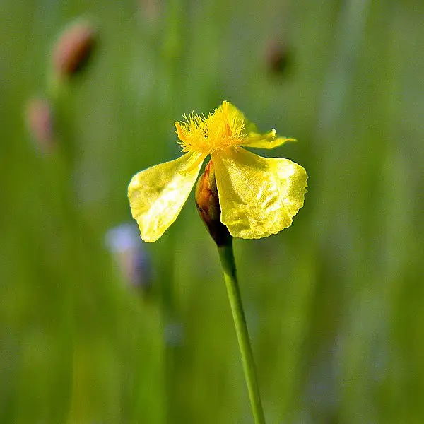 Bog Yellow Eyed Grass
