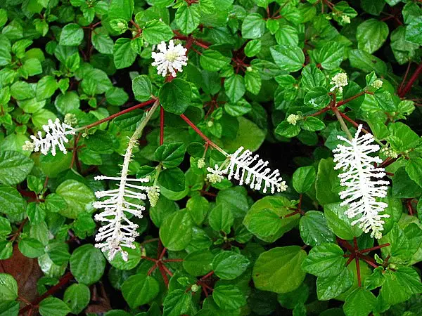 Flowering Peperomia