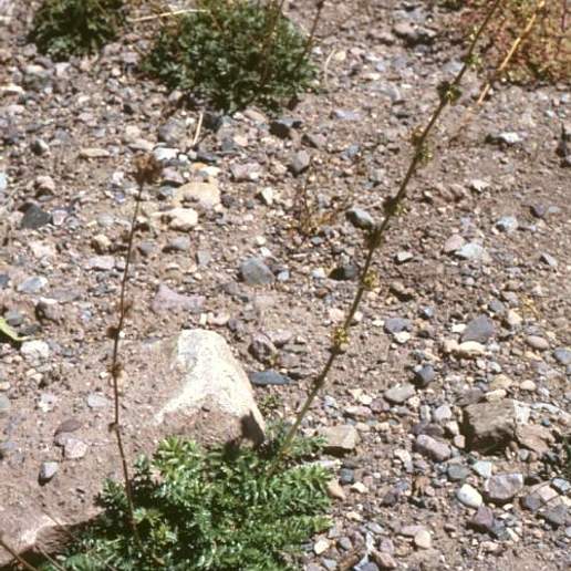 Argentinian Biddy Biddy