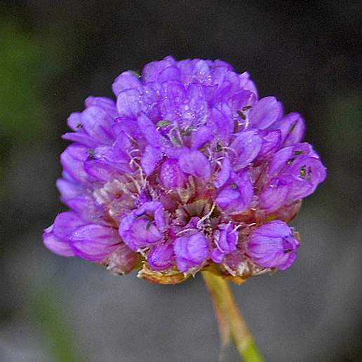Mountain Thrift