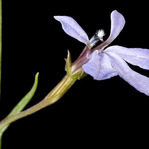 Lobelia anceps