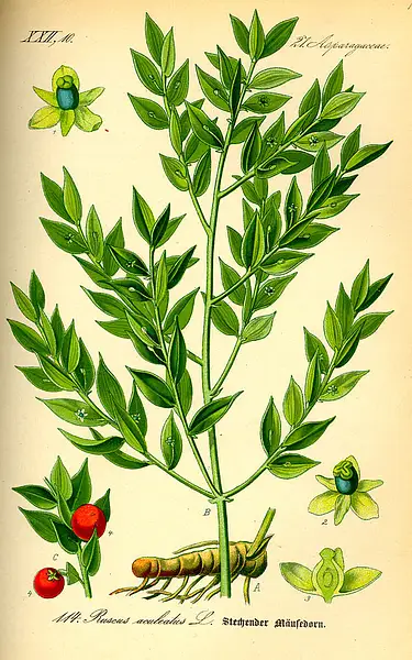 Butcher's Broom