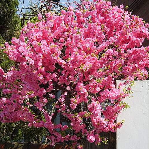Flowering Plum
