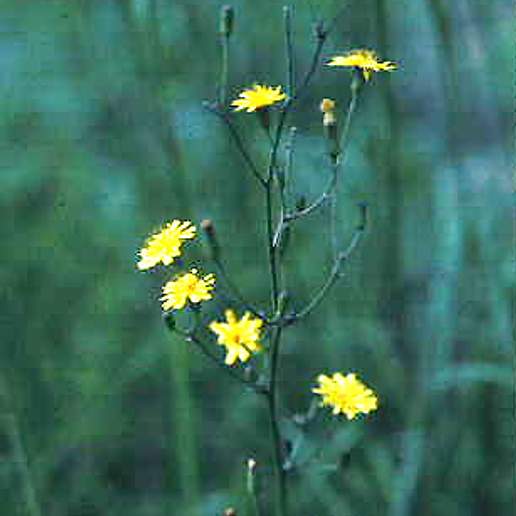 Leafy Hawkweed