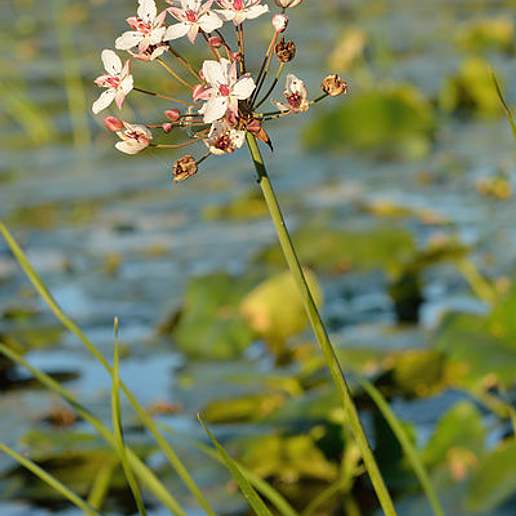 Water Gladiolus