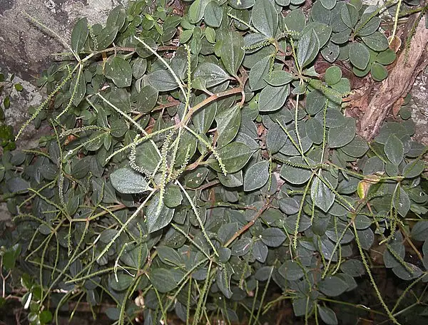 Aridland Peperomia