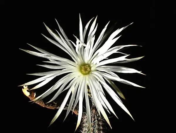 Echinopsis mirabilis