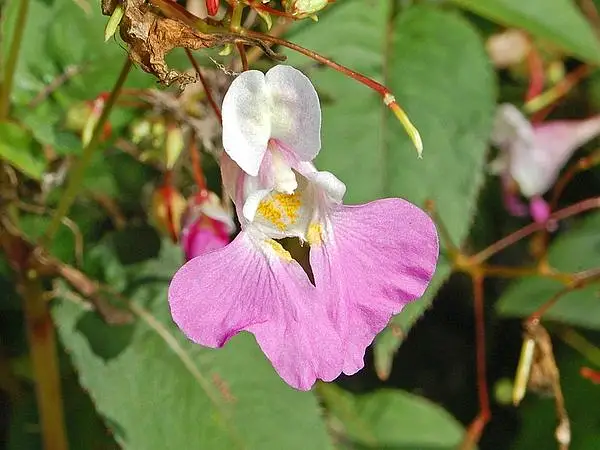 Balfour S Impatiens