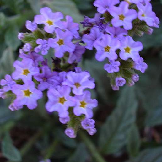 Blue Heliotrope