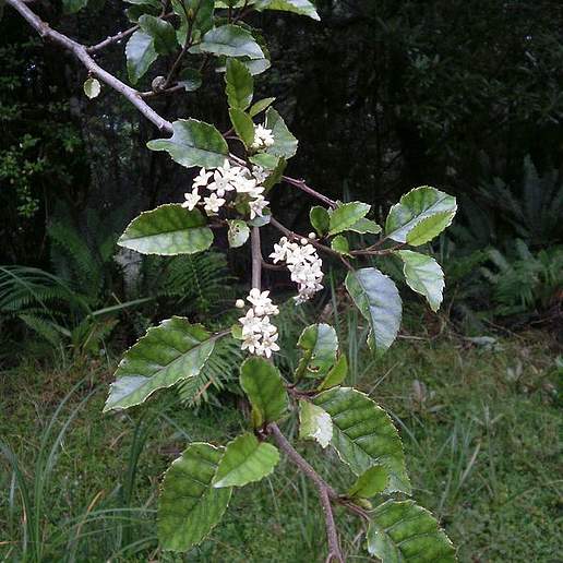 Bucket Of Water Tree