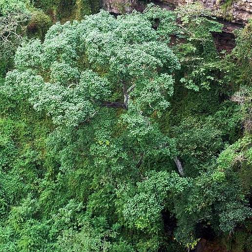 Forest Natal Mahogany