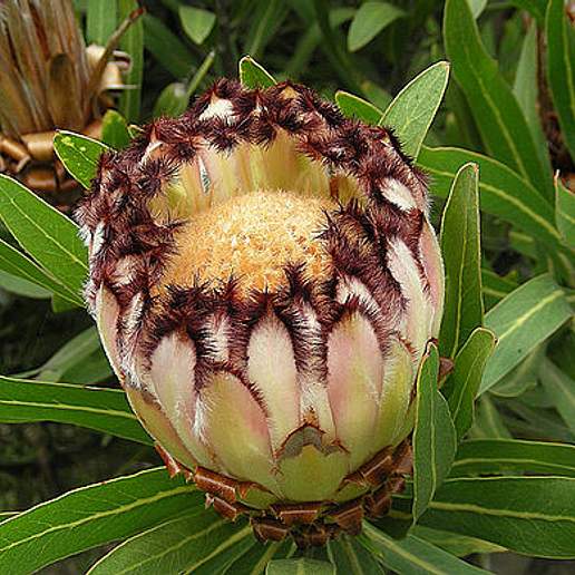 Black Bearded Protea