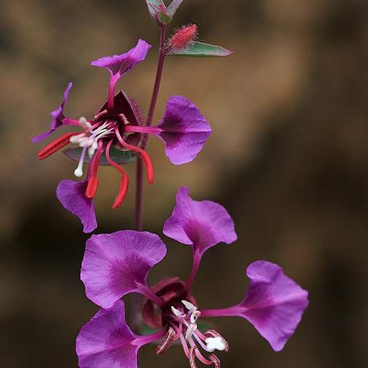 Elegant Clarkia
