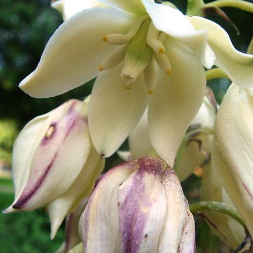 Yucca