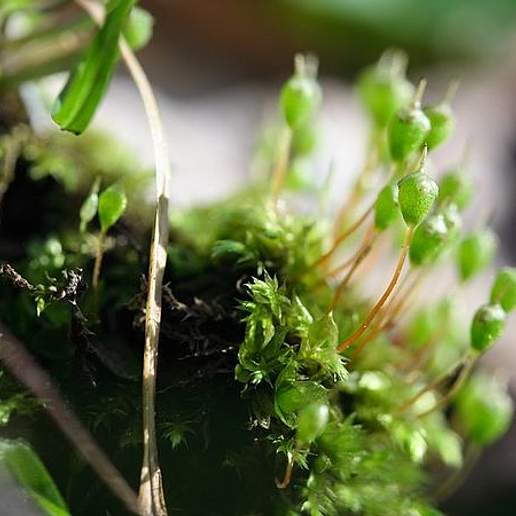 Pear Shaped Urn Moss