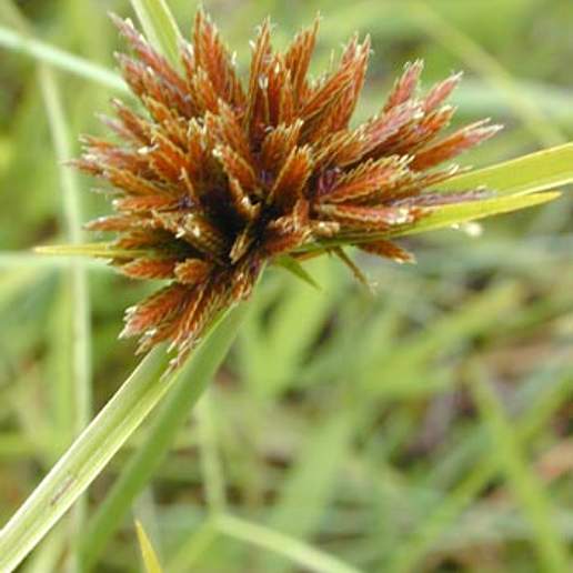 Manyspike Flatsedge