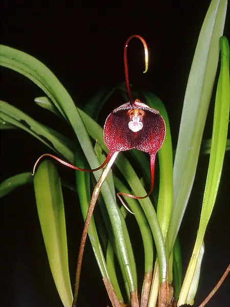 Dracula Orchid