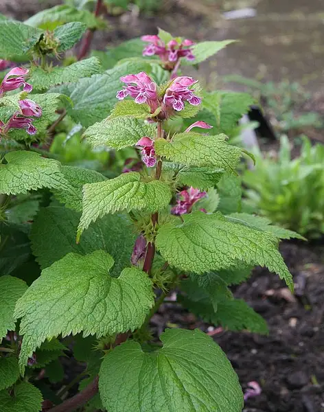 Lamium Phalacranthera