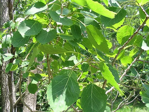 Large Tooth Aspen
