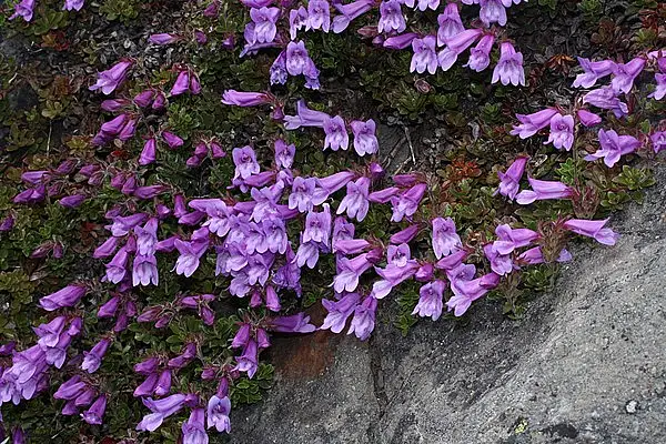 Davidson's Beardtongue