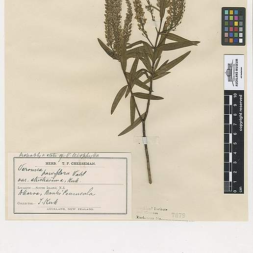 Banks Peninsula Hebe