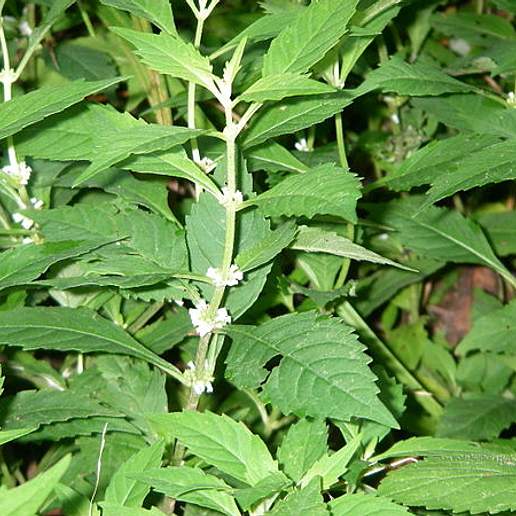 American Bugleweed
