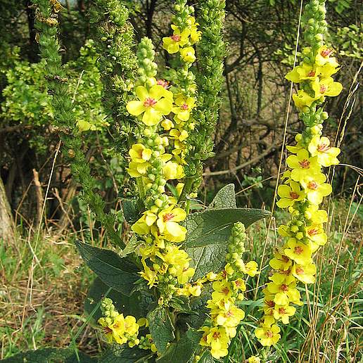 Dark Mullein