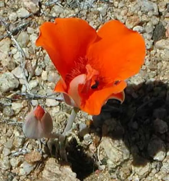 Scarlet Poppy