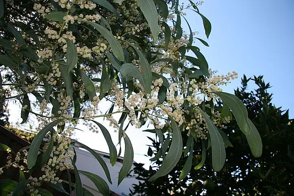Acacia Falcata