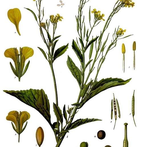 Brown Mustard