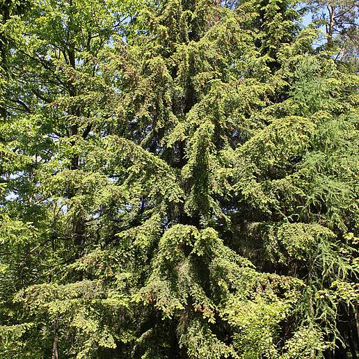 Southern Hemlock