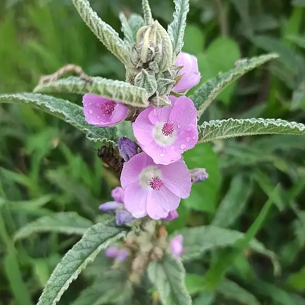 Copper Globemallow