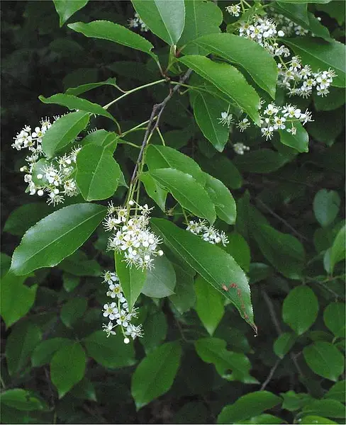 Wild Cherry