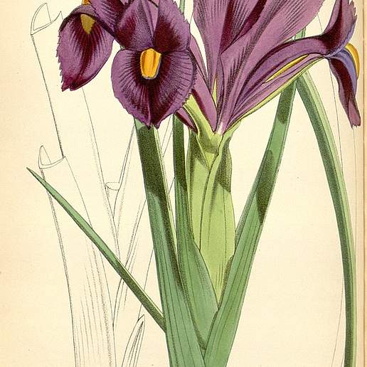 Iris filifolia