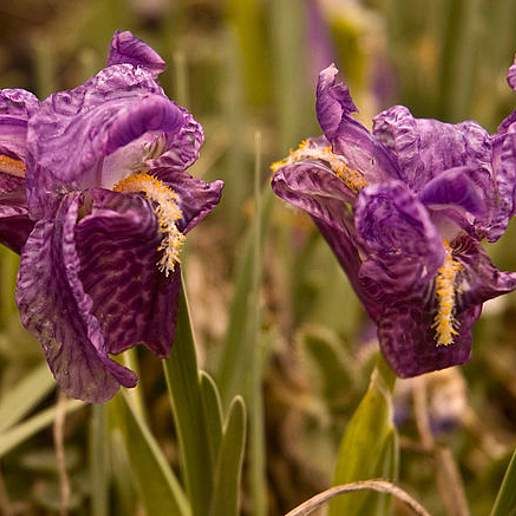 Iris kemaonensis